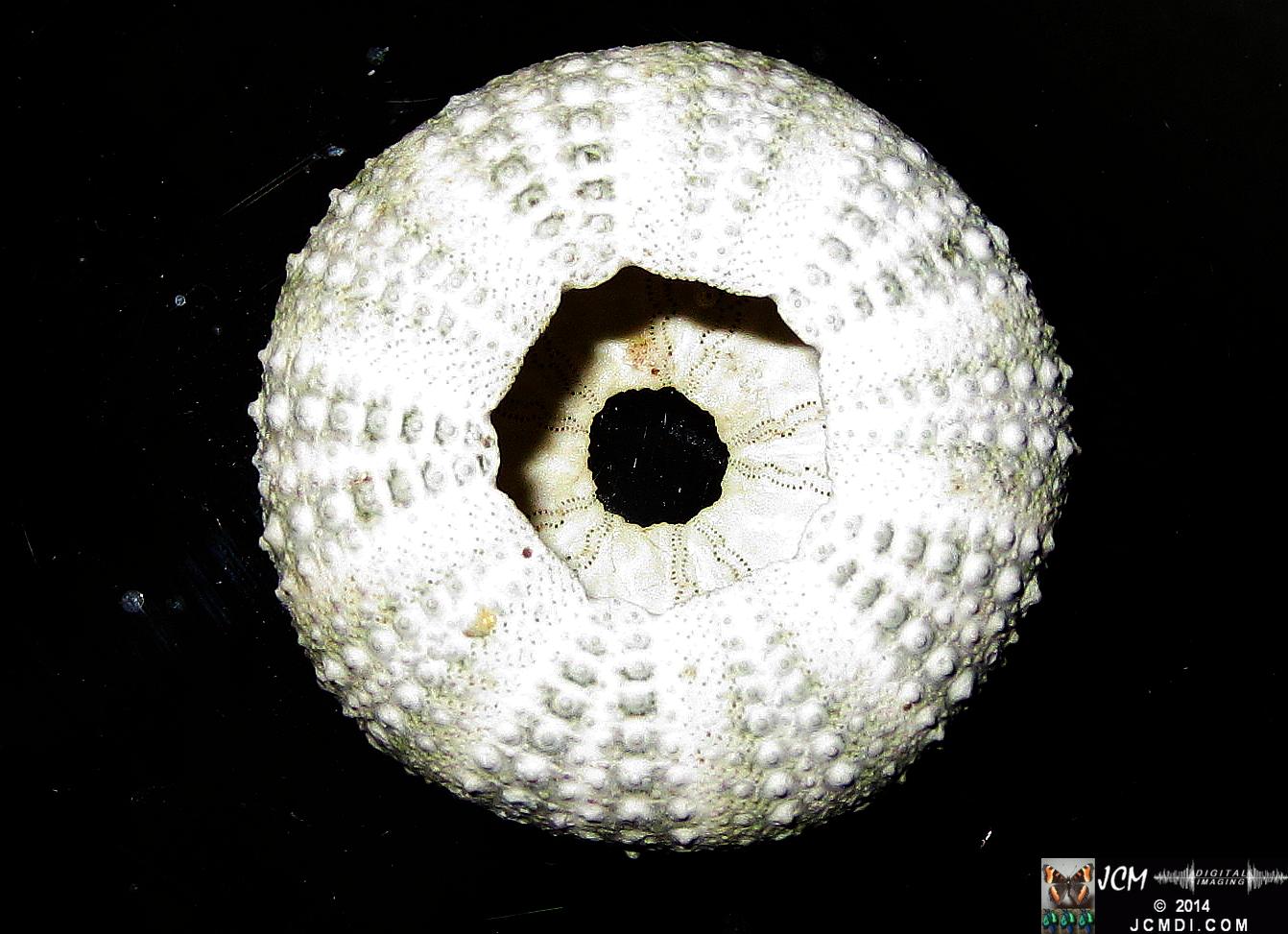 Sea Urchin shell from Anacapa Island California